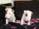 Mini-bull-terrier chiots