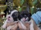 Bulldog français chiots à vendre