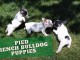 Superbes filles Frenchie épaisses !! Chiots de qualité !! 12 sem