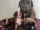 Chiots boxer avialables à adopter