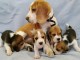 Chiots d’apparence Beagles 