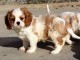  Chiot Cavalier King Charles Spaniel femelle