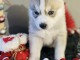 Chiots Husky Sibérien lof pour le noël