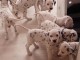 Chiots Dalmatien Adoption Disponible 