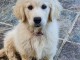 Chiot golden retriever trois mois