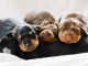 Adorables Chiots Teckel Pure Race