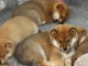 Superbes chiots Shiba INU 