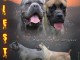 Cane Corso chiots à vendre