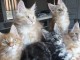 Chatons de race maine coon 