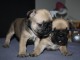 Bulldog français chiots à vendre