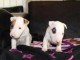 Mini Bull Terrier chiots