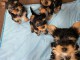 Yorkers Aviable Puppies à adopter 