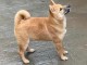 Shiba Inu chiots à vendre