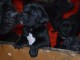 Cane Corso chiots à vendre