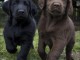 Magnifique chiots type Labrador Retriever