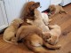 Chiots Golden Retriever disponibles à l