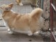 Welsh Corgi Pembroke chiots