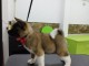 Akita américain chiots à vendre