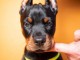 Dobermann chiots à vendre