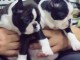 Boston Terrier chiots à vendre