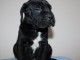 Cane Corso chiots à vendre