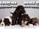 Lagotto Romagnolo chiots