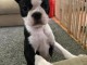 Boston Terrier femelle chiot