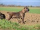 Cane Corso mâle a vendre