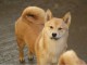 Shiba Inu chiots à vendre