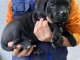 Cane Corso chiots à vendre