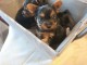 Tes petites boules de poils du Yorkshire - Adorables chiots Yorki