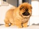 Chow Chow chiots à vendre