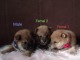 Shiba Inu chiots à vendre