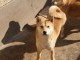 Shiba Inu chiots à vendre