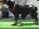 Dobermann chiots à vendre