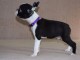 Boston Terrier chiots à vendre