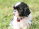 Chiots shih-tzu femelle a donné