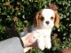 Chiots Cavalier King Charles Spaniel