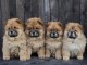 Chow Chow chiots à vendre