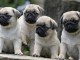 Adorables chiots Bouledogues Français 