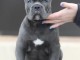 Cane Corso chiots à vendre