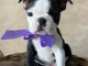 Boston Terrier – chiot femelle