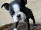 Boston Terrier – chiot mâle en vente