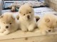 Magnifiques chiots Spitz naine 