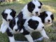 Chiots d’apparence border collies 