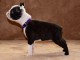 Boston Terrier chiots à vendre