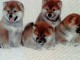 Shiba Inu chiots à vendre