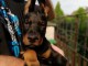 Dobermann chiots à vendre