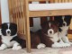 Chiots Border Collie Ages de 3 Mois