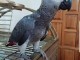 All are parrots are well trained and come with extra food on re-h